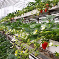 垂直水耕栽培トマト温室